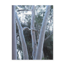 White Trees postcard
