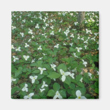 white Trilliums in Gatineau Park, Quebec, Canada f Refrigerator Magnet