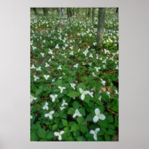 white Trilliums in Gatineau Park, Quebec, Canada f Print