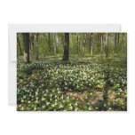 white Trilliums, Morgan Arboretum, Montreal, Quebe Custom Invitation