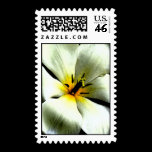 White Tropical Flower Postage Stamp stamps