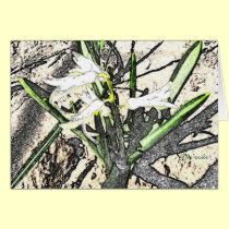 White Trumpet Flowers Greeting Card cards