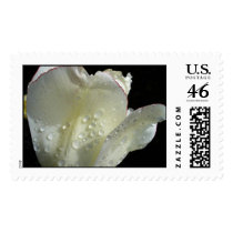 White tulip after rainfall postage