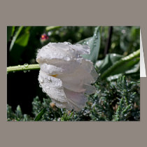 White Tulip cards by EarthSmiles White Tulip cards