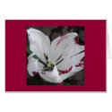 White Tulip cards by ArtByLindaLou White Tulip cards