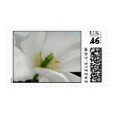 White Tulip Detail postage