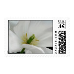White Tulip Detail Postage Stamps