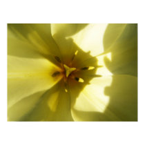 White Tulip Flower Poster Print posters