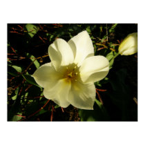 White Tulip Flower Poster Print posters
