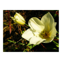 White Tulip Flower Poster Print posters