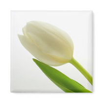 White Tulip magnets