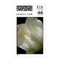 White Tulip postage