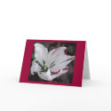 White Tulip Tears cards