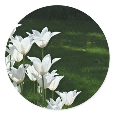White tulip Wedding sticker