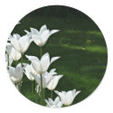 White tulip Wedding sticker by deemac1 White tulip Wedding sticker