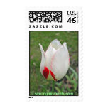 White Tulip With a Red Flame Stamps
