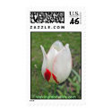 White Tulip With a Red Flame postage