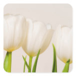 White tulips against a white background, stickers