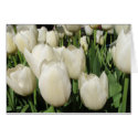 white tulips cards