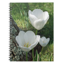 White Tulips Flower Trio Notebooks