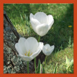 tulip, tulips, flower, flowers, plant, blossoms,