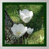 White Tulips Flower Trio Posters