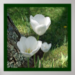 White Tulips Flower Trio Posters