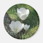 White Tulips Flower Trio Refrigerator Magnets