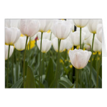 White tulips cards