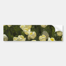White Tulips in the Boston Gardens Bumper Sticker