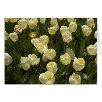 White Tulips in the Boston Gardens cards