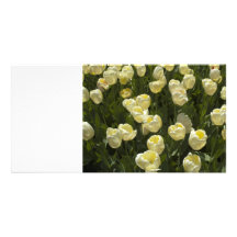 White Tulips in the Boston Gardens Photo Card Template