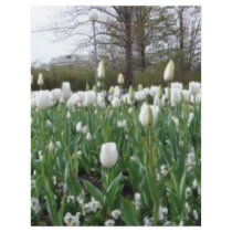 White Tulips Long and Wide flyers