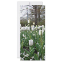 White Tulips Long and Wide rack cards