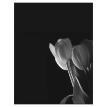 White Tulips Photo On Black Background Letterhead Design