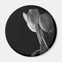 White Tulips Photo On Black Background Fridge Magnets