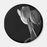 White Tulips Photo On Black Background Fridge Magnet