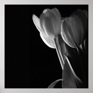 White Tulips Photo On Black Background Print