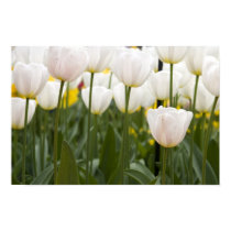 White tulips posters