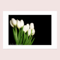 White Tulips Print