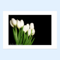 White Tulips Print posters