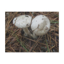White Twin Mushrooms OBX Postcard