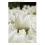 white, tulips