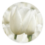 white, tulips