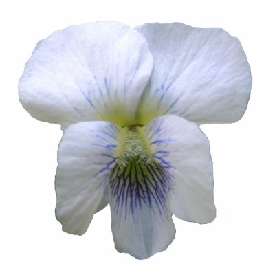 White Violet ~ ornament Photo Cutout by Andy2302