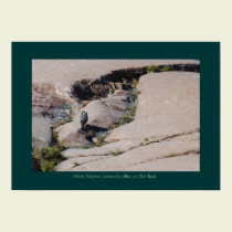 White Wagtail 02 posters