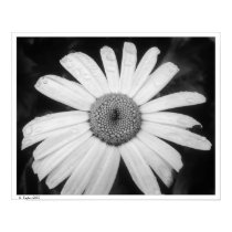 White-Washed posters by stacy_taylor White-Washed posters