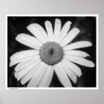 White-Washed posters