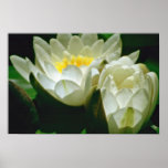 White Water Lilies flowers Print