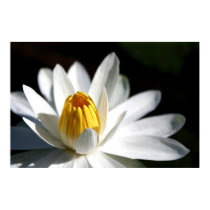 White Water Lilly posters